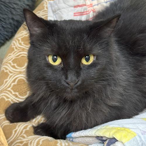 Claire Bear, Adoptable, Adult Female Domestic Short Hair.