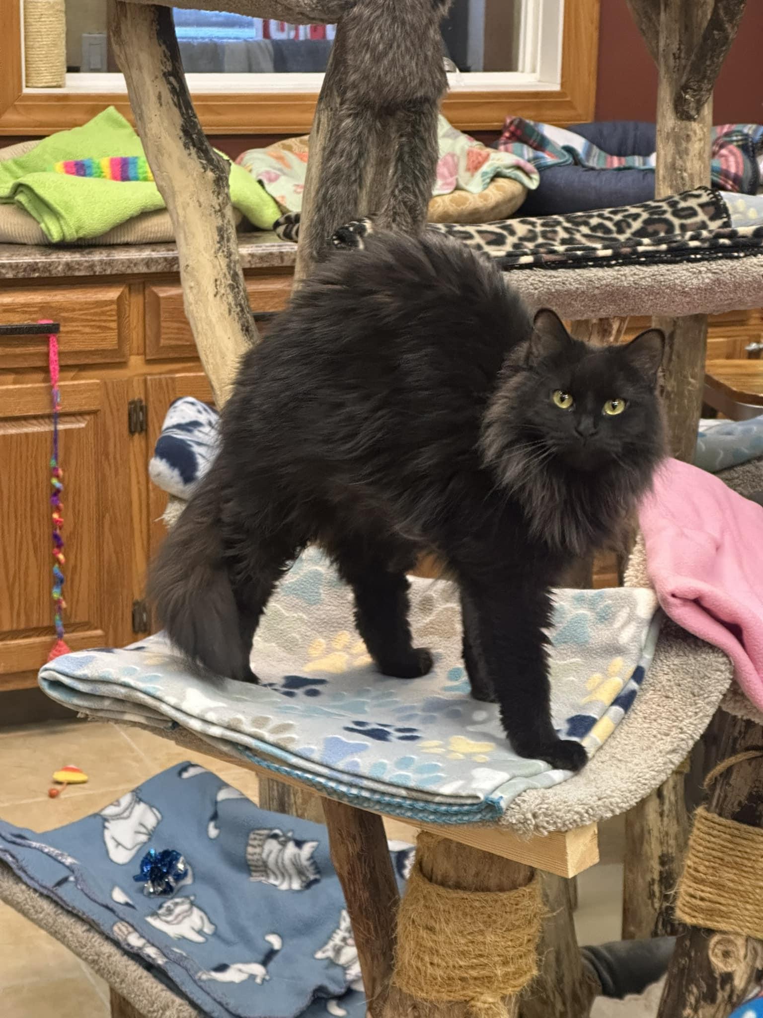 Enlarge Claire Bear, a Adoptable Domestic Short Hair in Crystal Lake, IL image 2/4