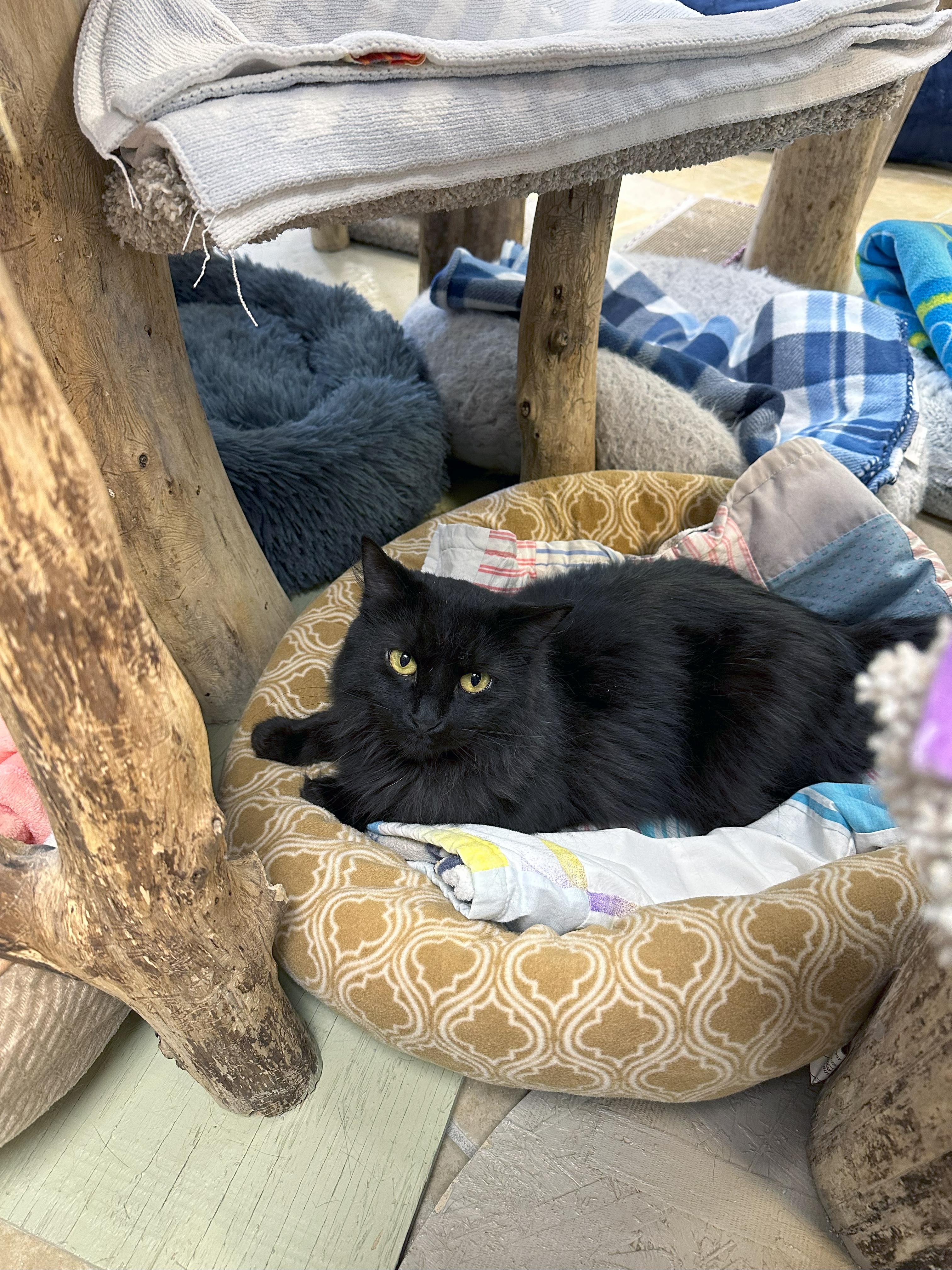 Enlarge Claire Bear, a Adoptable Domestic Short Hair in Crystal Lake, IL image 4/4