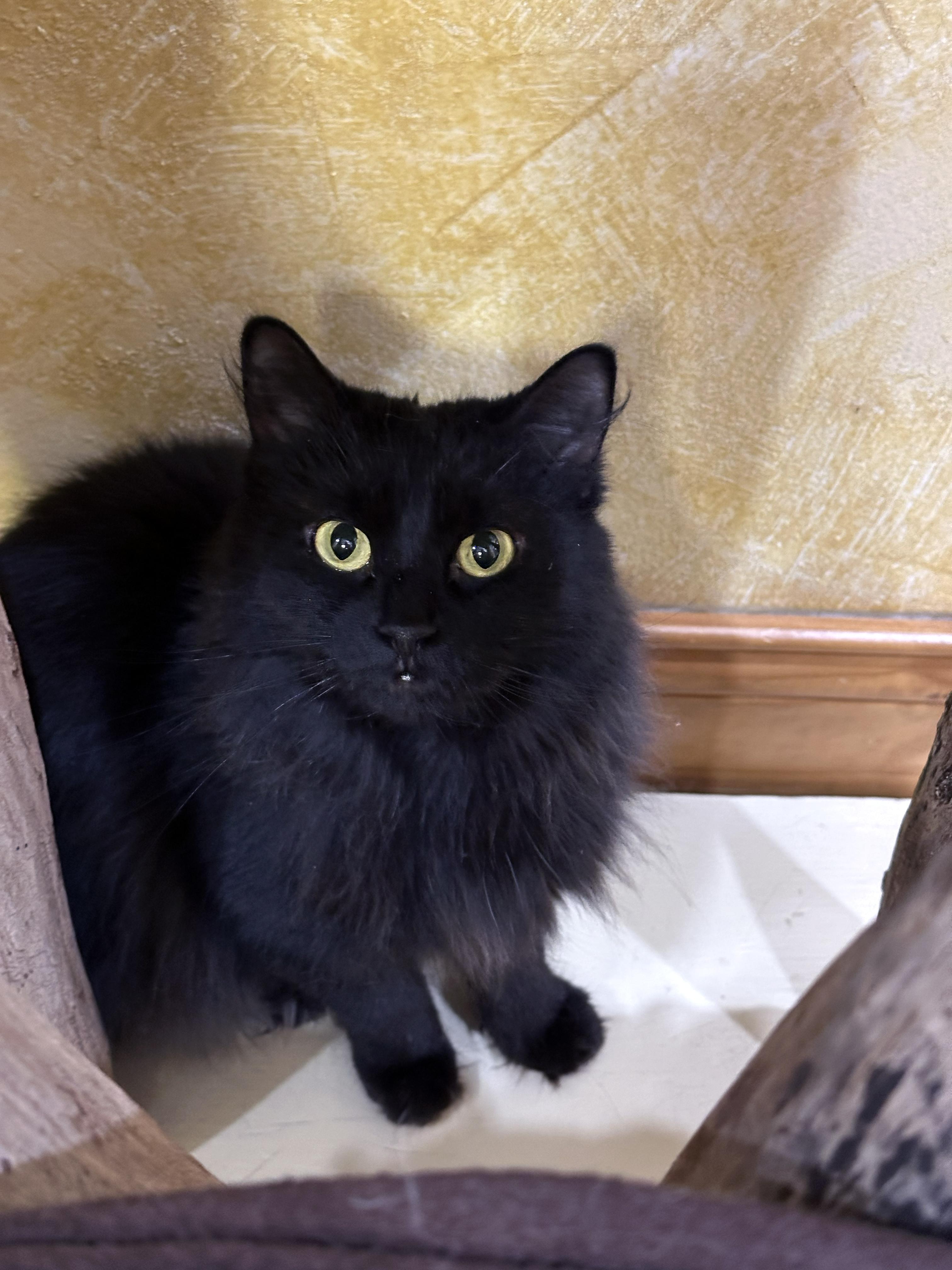 Enlarge Claire Bear, a Adoptable Domestic Medium Hair in Crystal Lake, IL image 5/6