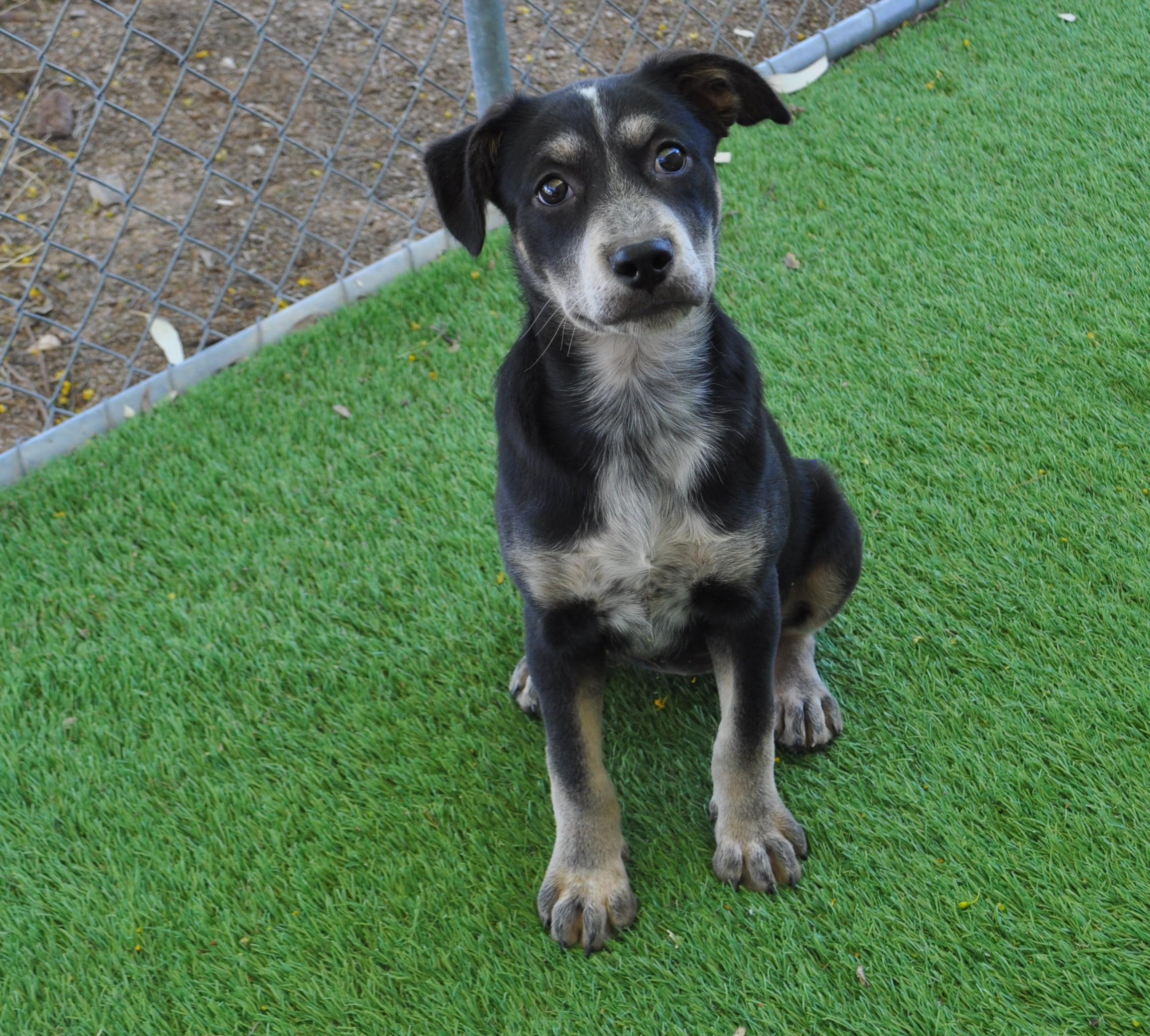 Enlarge Quasar, an adopted mixed breed in Apache Junction, AZ image 4/6