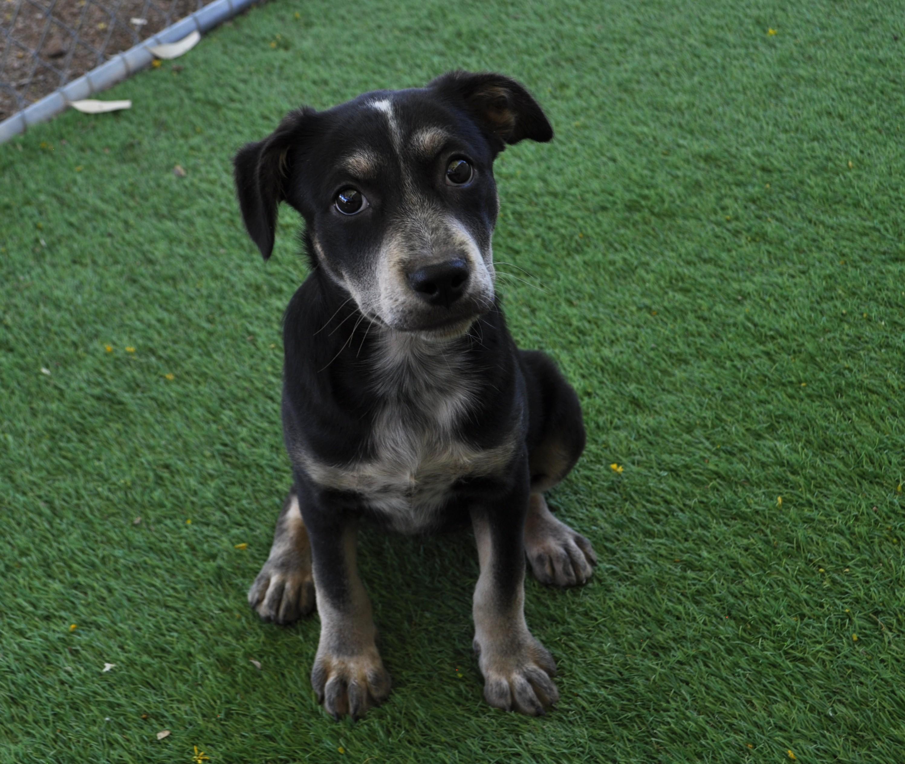 Enlarge Quasar, an adopted mixed breed in Apache Junction, AZ image 1/6