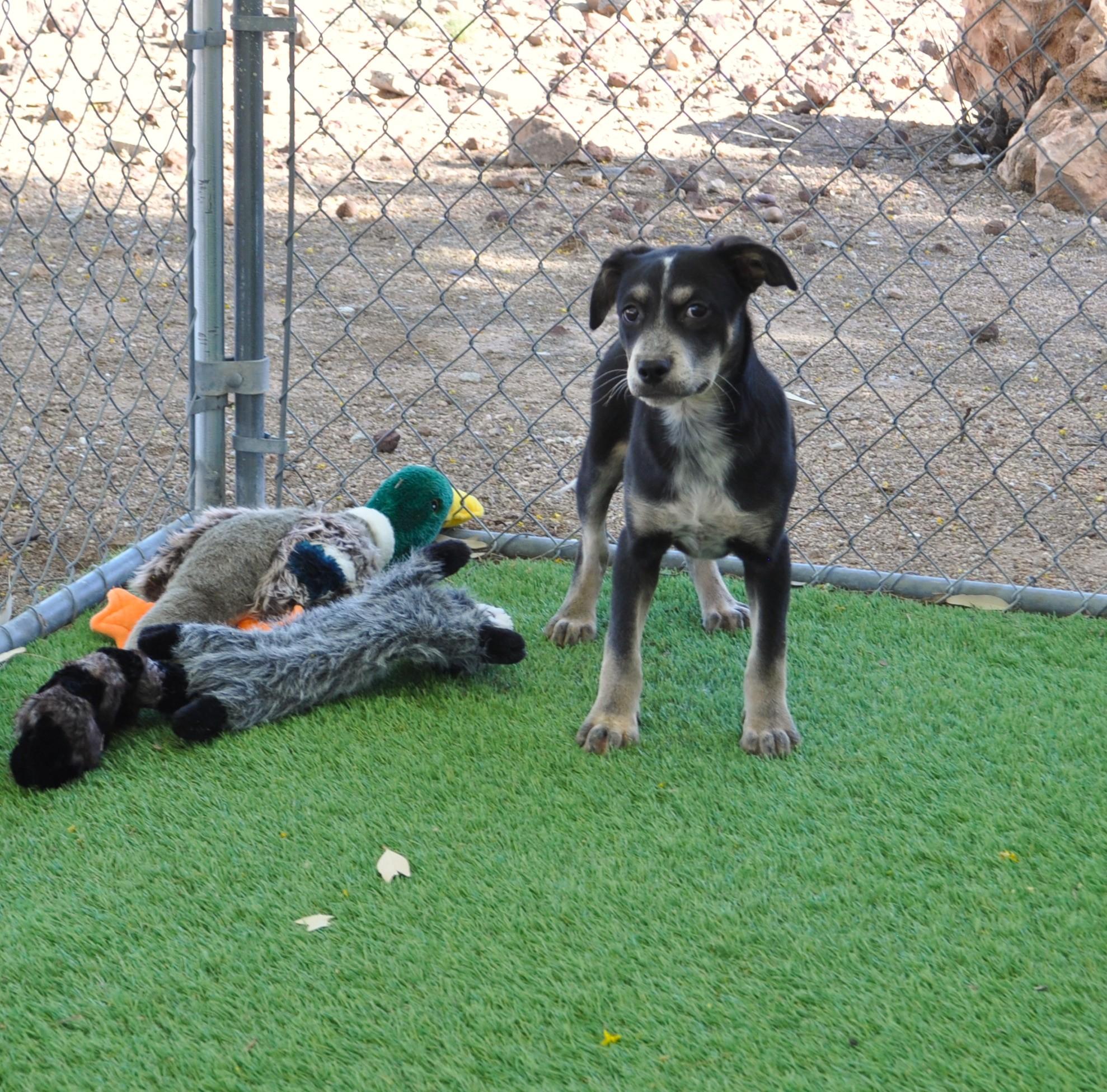 Enlarge Quasar, an adopted mixed breed in Apache Junction, AZ image 6/6