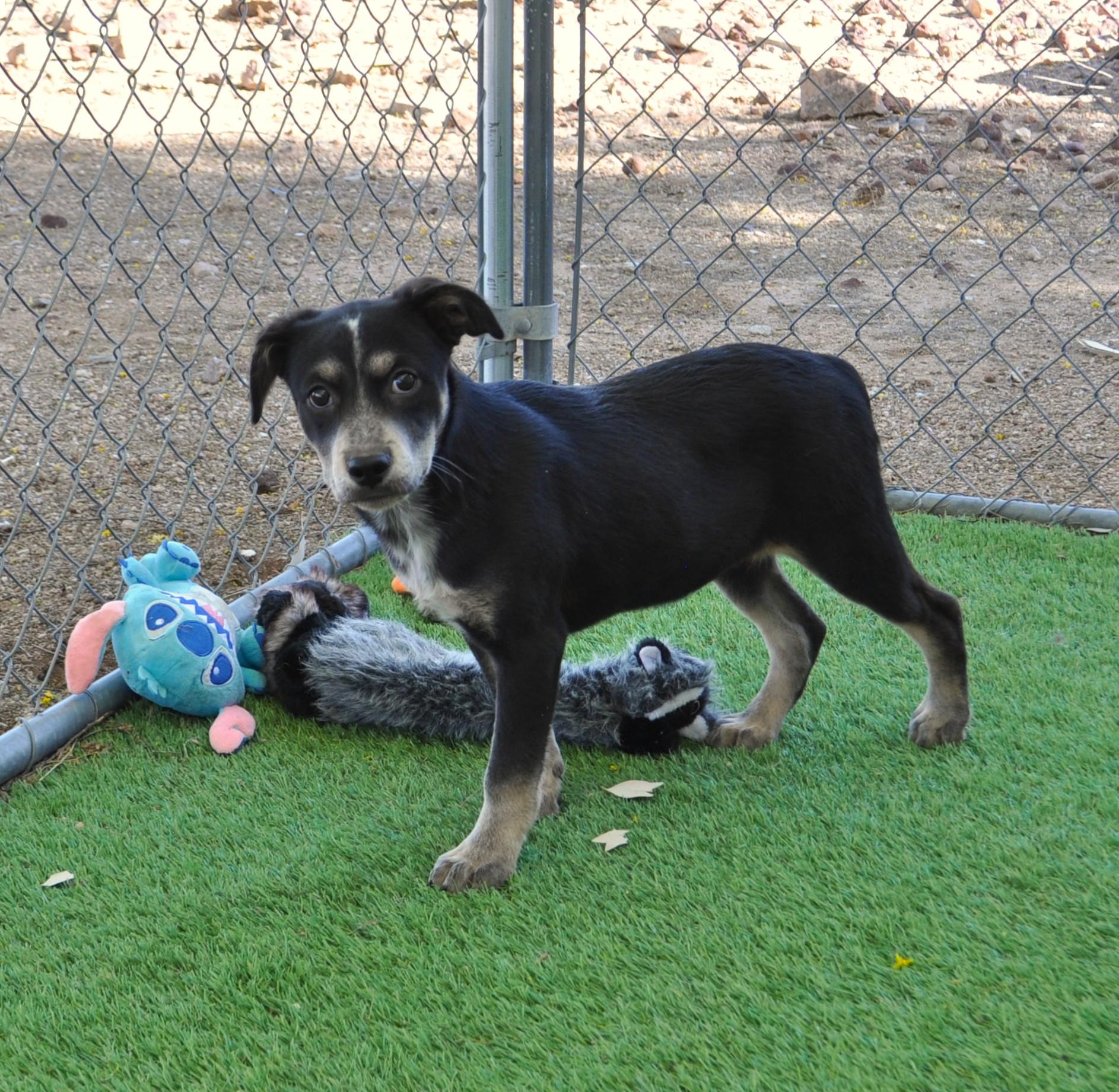 Enlarge Quasar, an adopted mixed breed in Apache Junction, AZ image 2/6