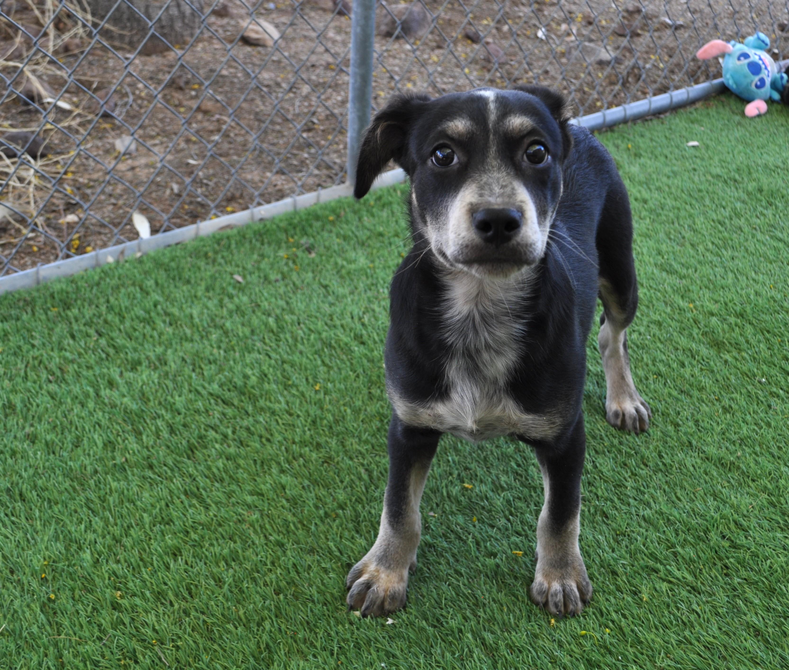 Enlarge Quasar, an adopted mixed breed in Apache Junction, AZ image 3/6
