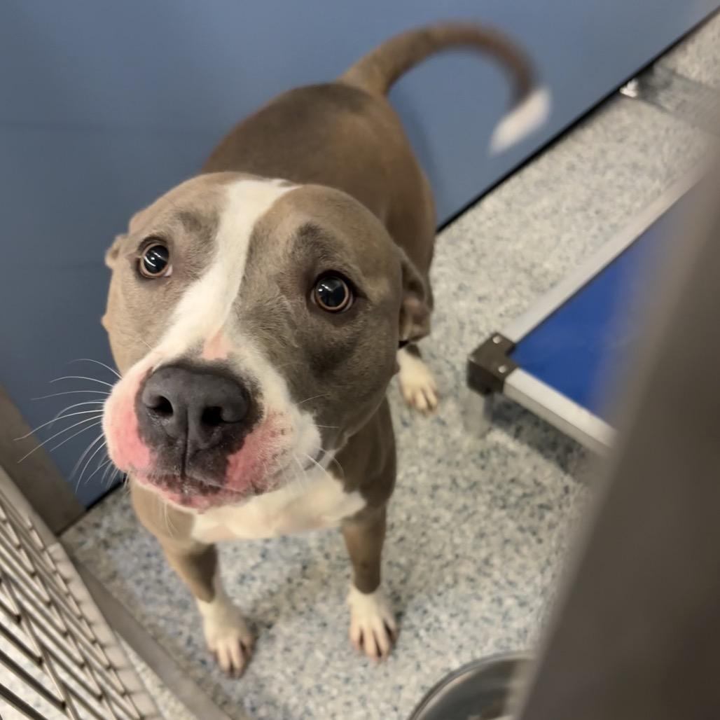 Enlarge Barb, a Adoptable Pit Bull Terrier in Manhattan, KS image 1/1
