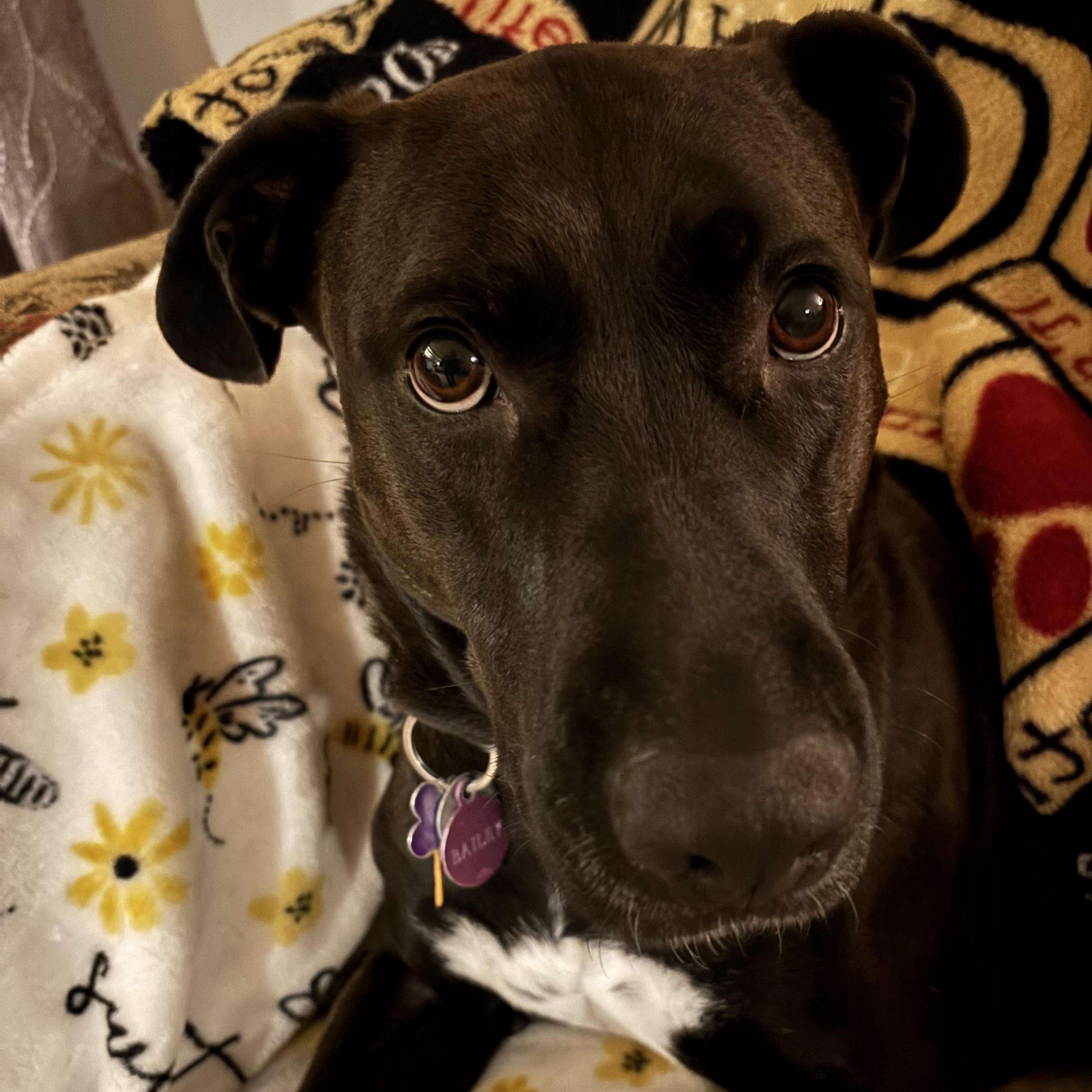 Enlarge Hailey, a ADOPTABLE mixed breed in East Glastonbury, CT image 5/5