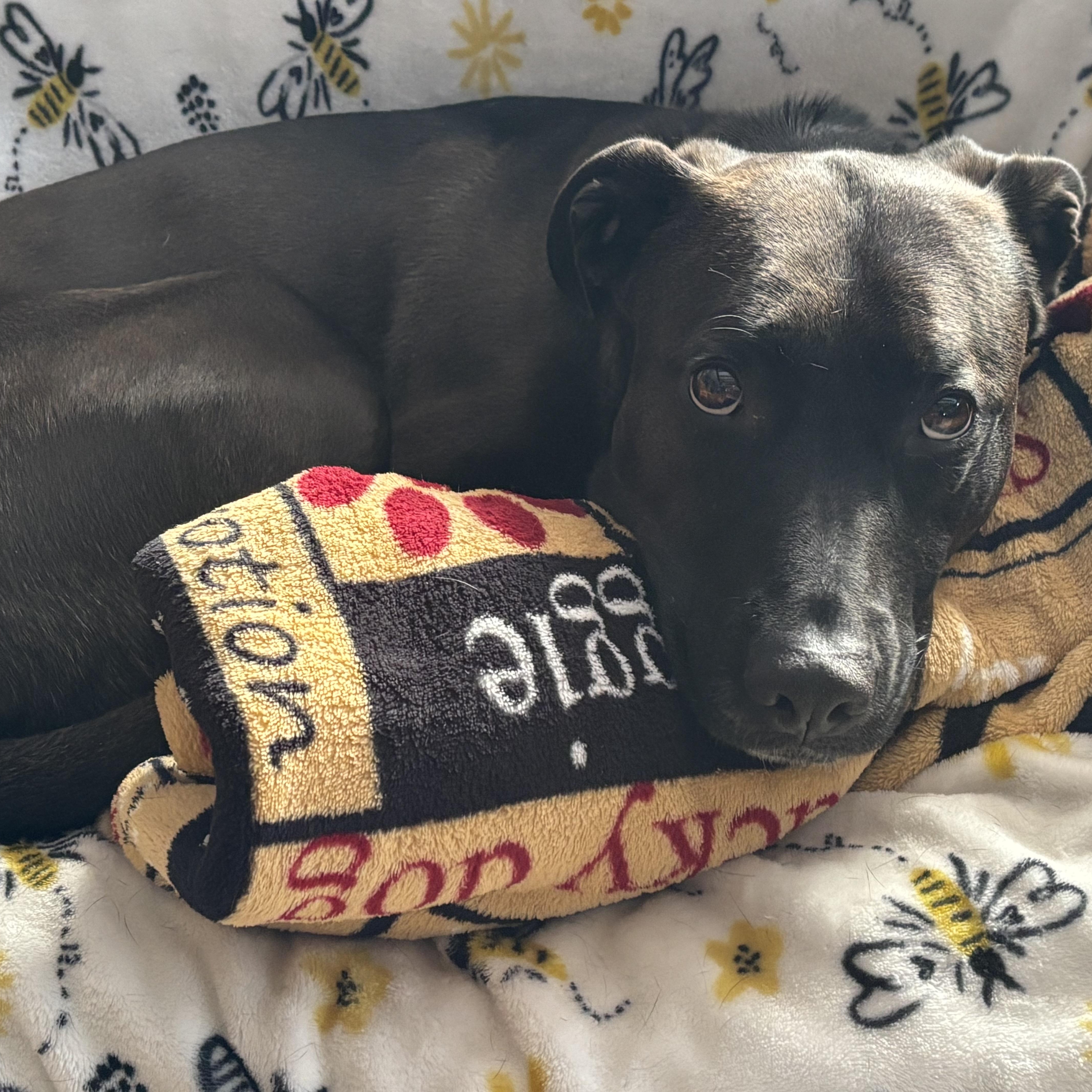 Enlarge Hailey, a ADOPTABLE mixed breed in East Glastonbury, CT image 3/5
