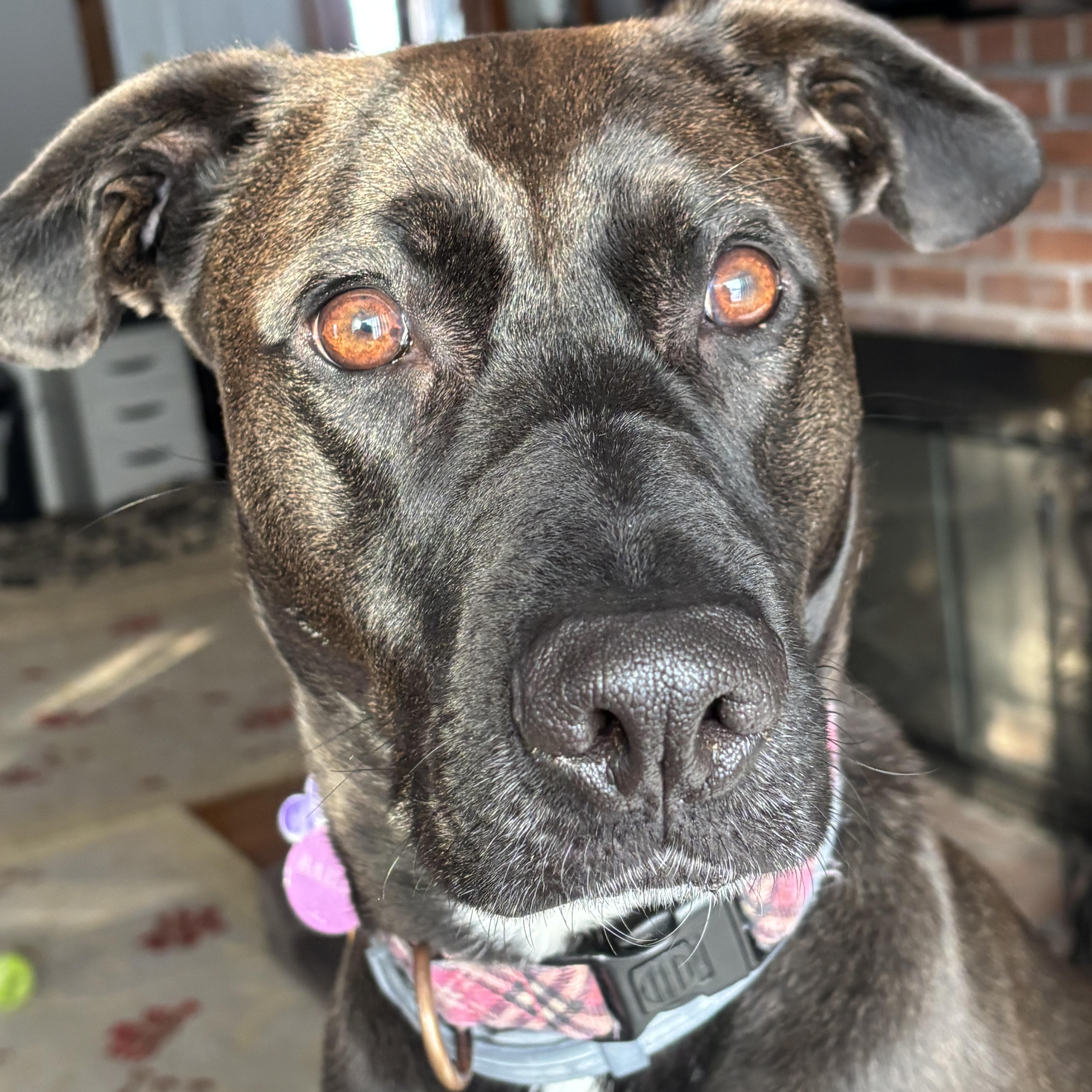 Enlarge Hailey, a ADOPTABLE mixed breed in East Glastonbury, CT image 2/5