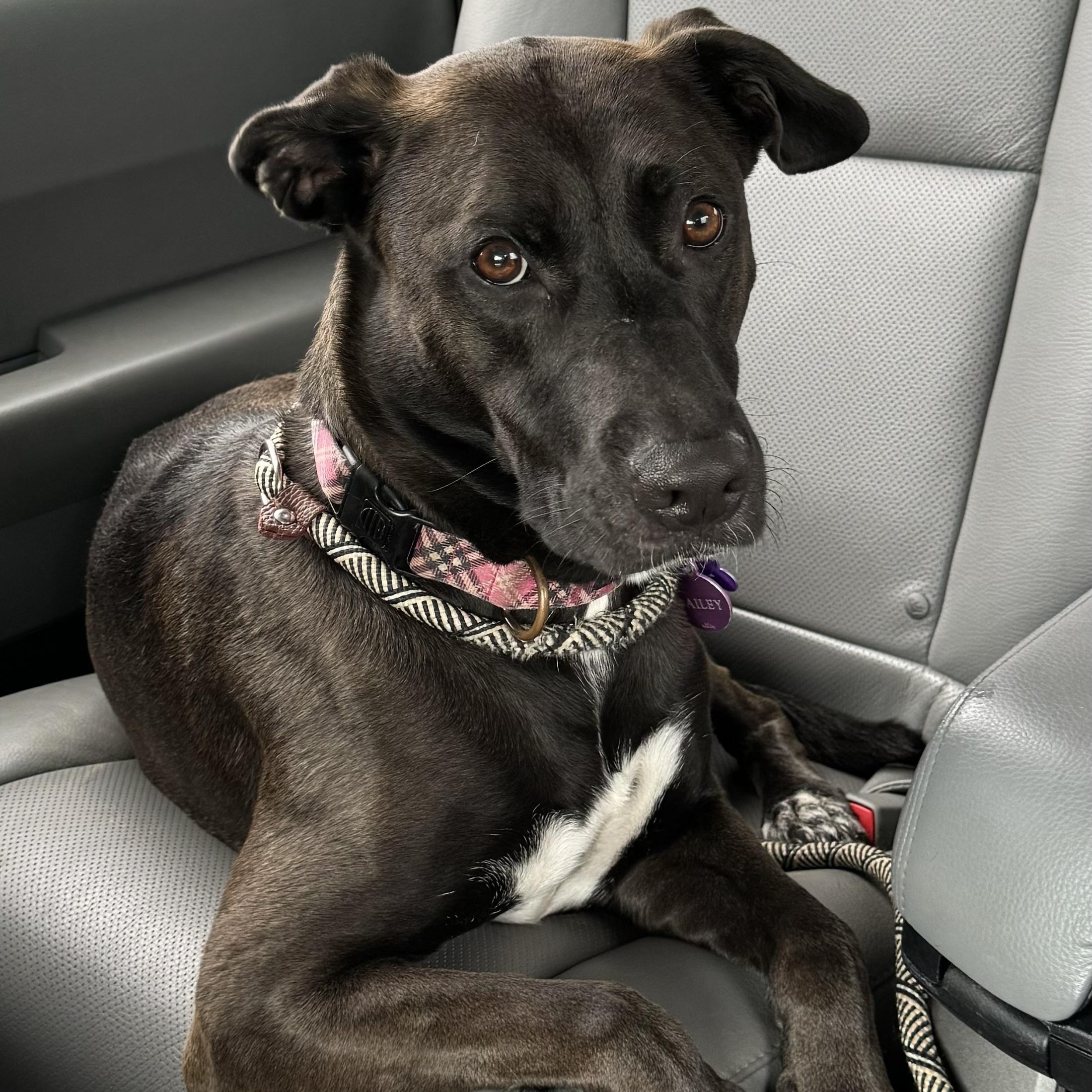 Hailey, ADOPTABLE, Adult Female Black Labrador Retriever & Boxer.
