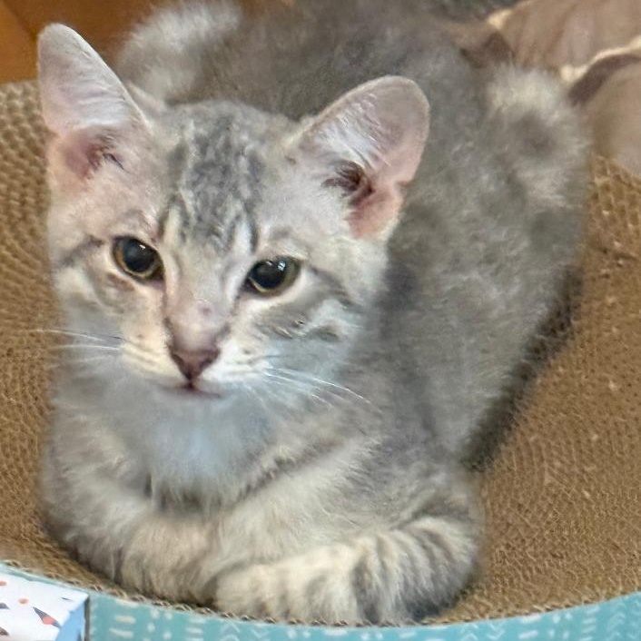 Enlarge BENNETT, a ADOPTABLE Domestic Short Hair in Gresham, WI image 1/1