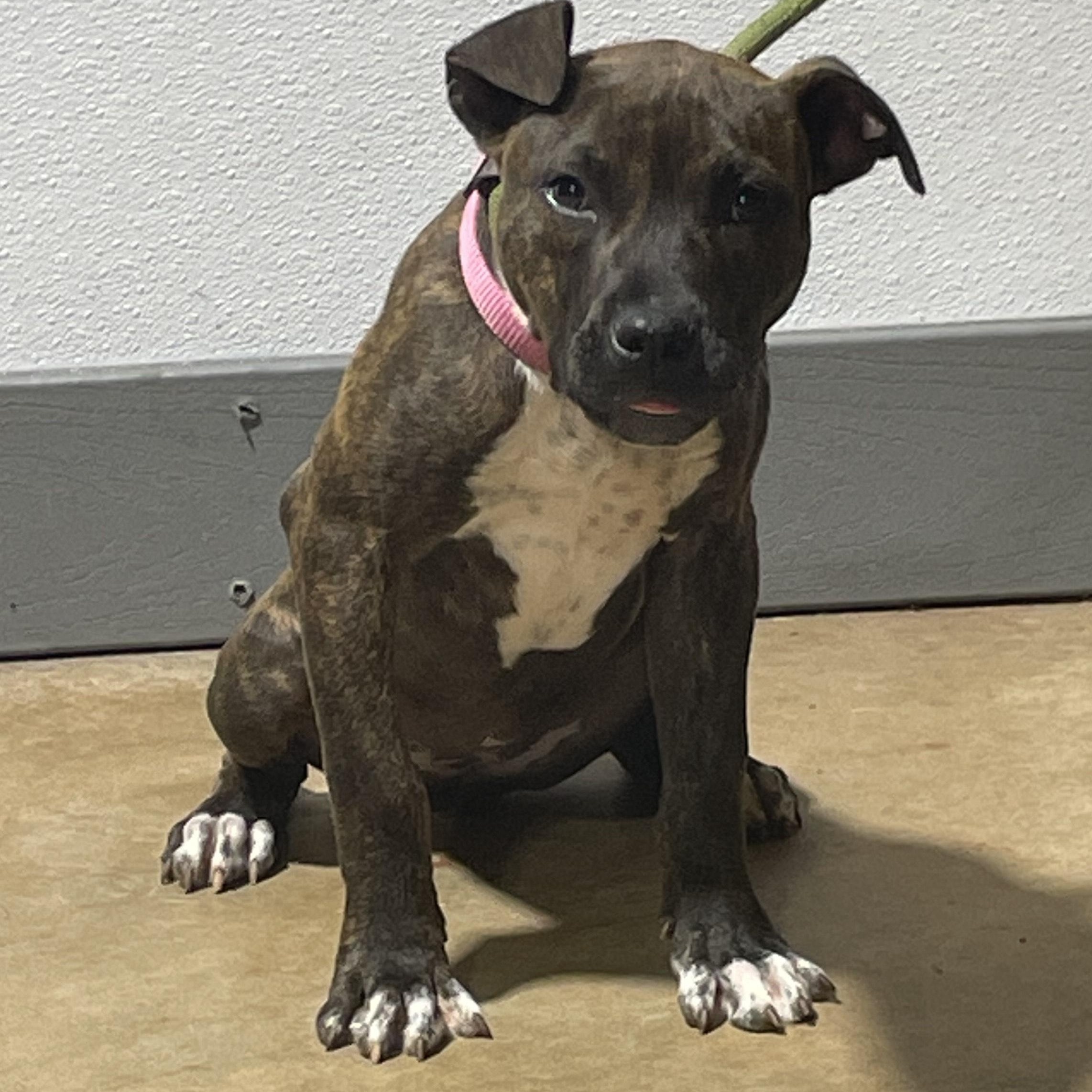 Caroline, ADOPTABLE, Puppy Female Pit Bull Terrier.