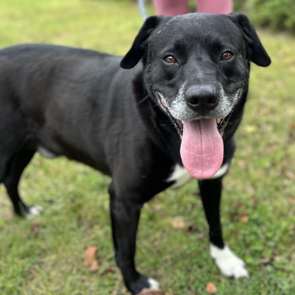 Enlarge Charles, a Adoptable Mixed Breed in Asheville, NC image 1/6
