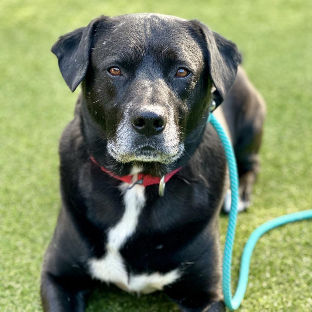 Charles, Adoptable, Senior Male Mixed Breed.