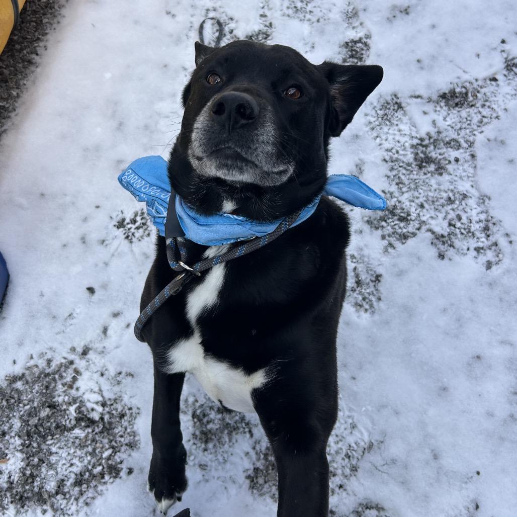 Enlarge Charles, a Adoptable Mixed Breed in Asheville, NC image 2/6