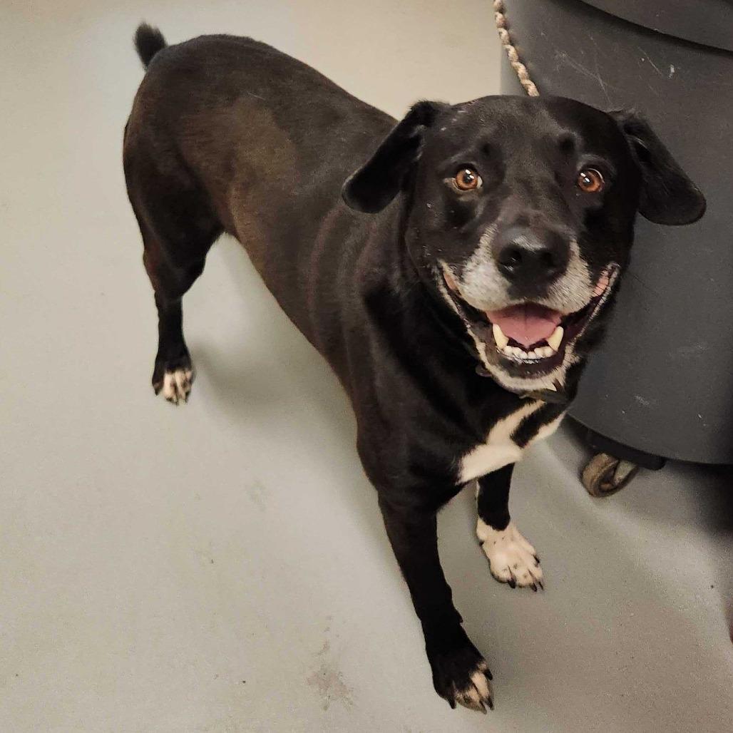 Enlarge Charles, a Adoptable Mixed Breed in Asheville, NC image 4/6