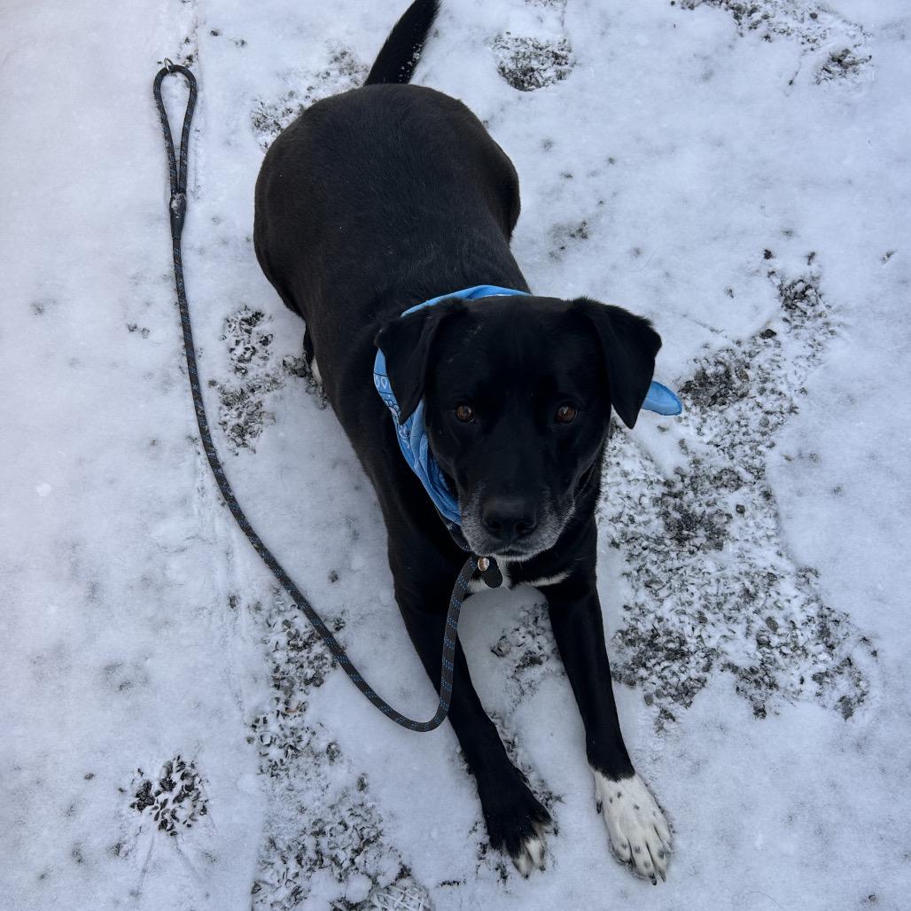 Enlarge Charles, a Adoptable Mixed Breed in Asheville, NC image 3/6