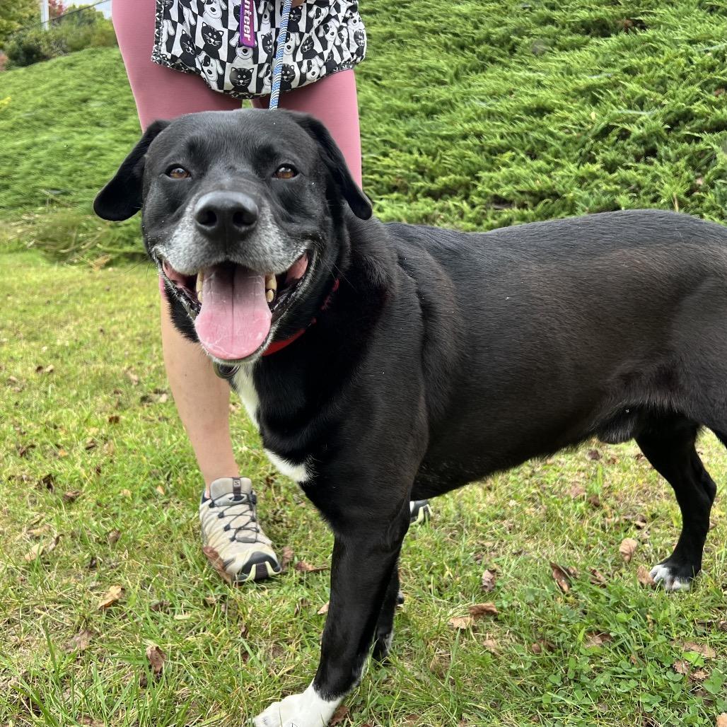 Enlarge Charles, a Adoptable Mixed Breed in Asheville, NC image 4/6