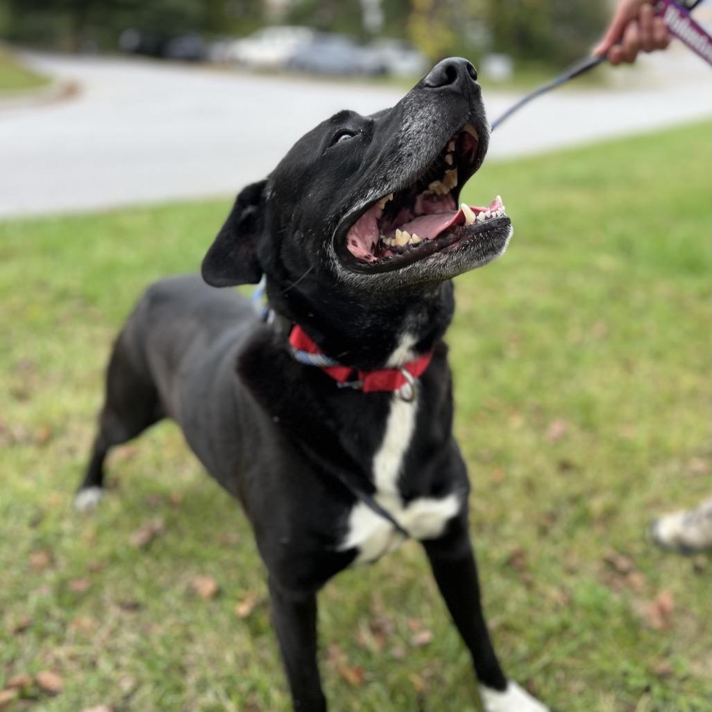 Enlarge Charles, a Adoptable Mixed Breed in Asheville, NC image 5/6