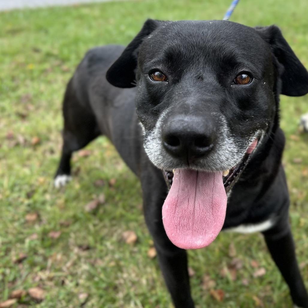 Enlarge Charles, a Adoptable Mixed Breed in Asheville, NC image 6/6