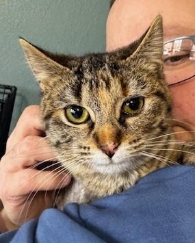 Charlee, ADOPTABLE, Young Female Domestic Short Hair.