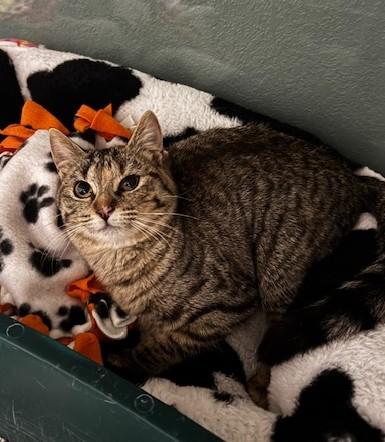 Charlee, a ADOPTABLE Domestic Short Hair in Hutchinson, MN image 2/2