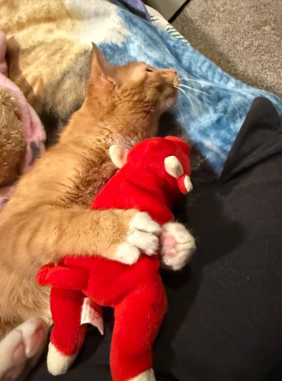 Frosty, Adoptable, Young Female Domestic Short Hair.