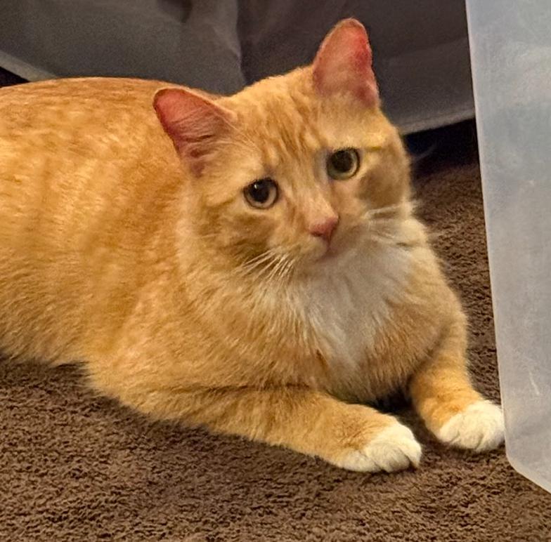 Enlarge Frosty, a Adoptable Domestic Short Hair in Rochester, NY image 2/3