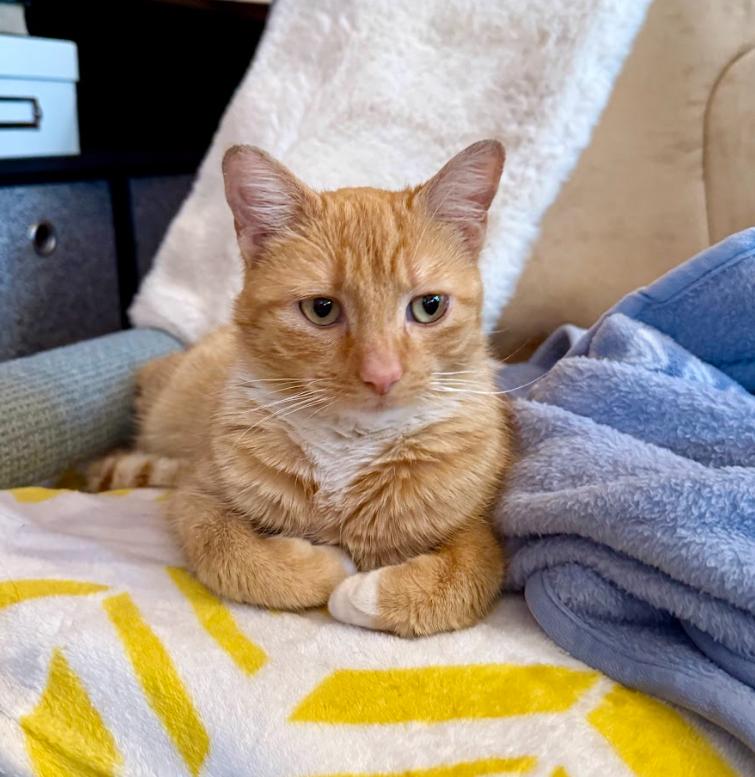 Enlarge Frosty, a Adoptable Domestic Short Hair in Rochester, NY image 3/3