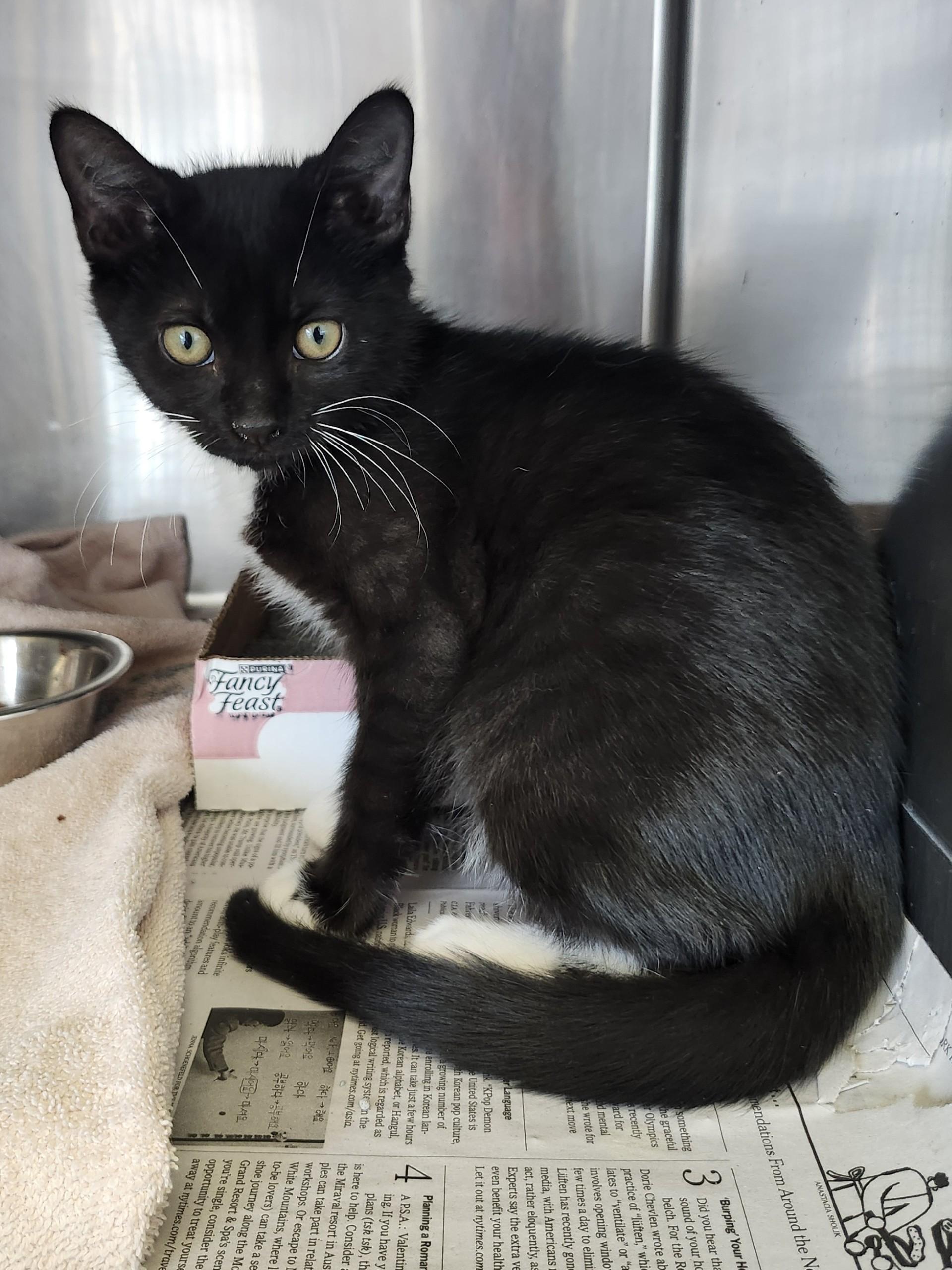 Enlarge Jersey, a ADOPTABLE mixed breed in East Brunswick, NJ image 3/6