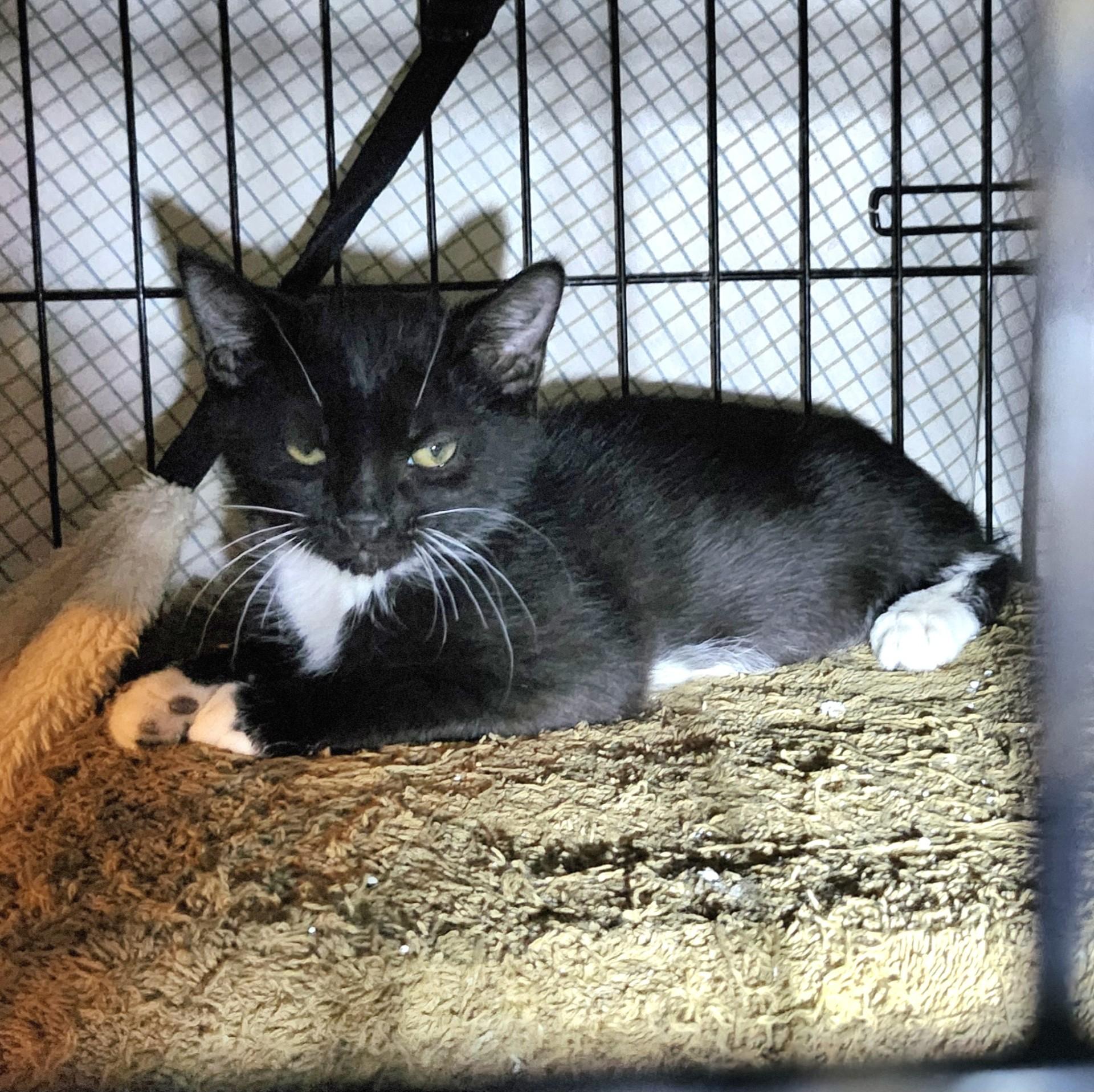 Enlarge Jersey, a ADOPTABLE mixed breed in East Brunswick, NJ image 4/6