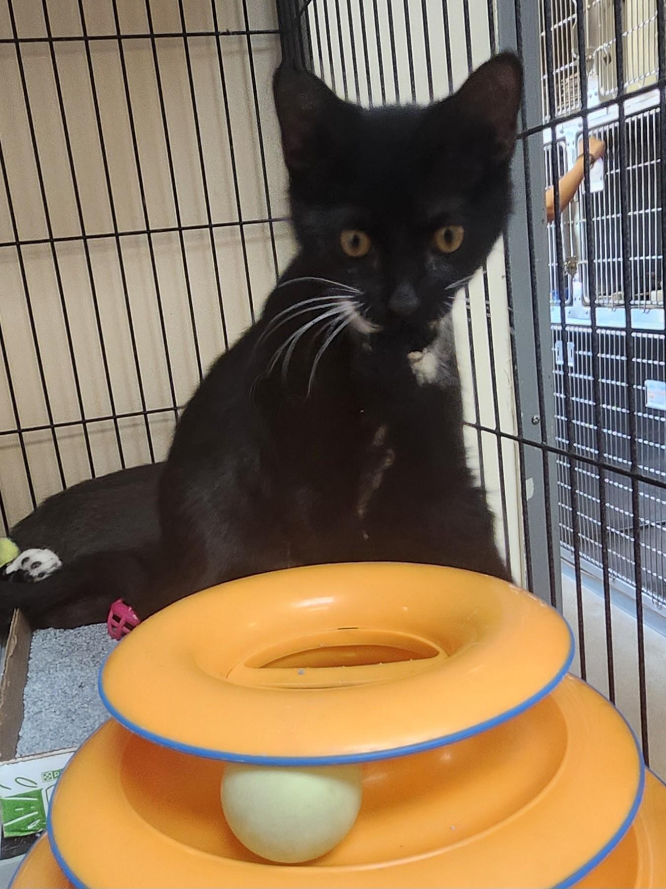 Enlarge Jersey, a ADOPTABLE mixed breed in East Brunswick, NJ image 6/6