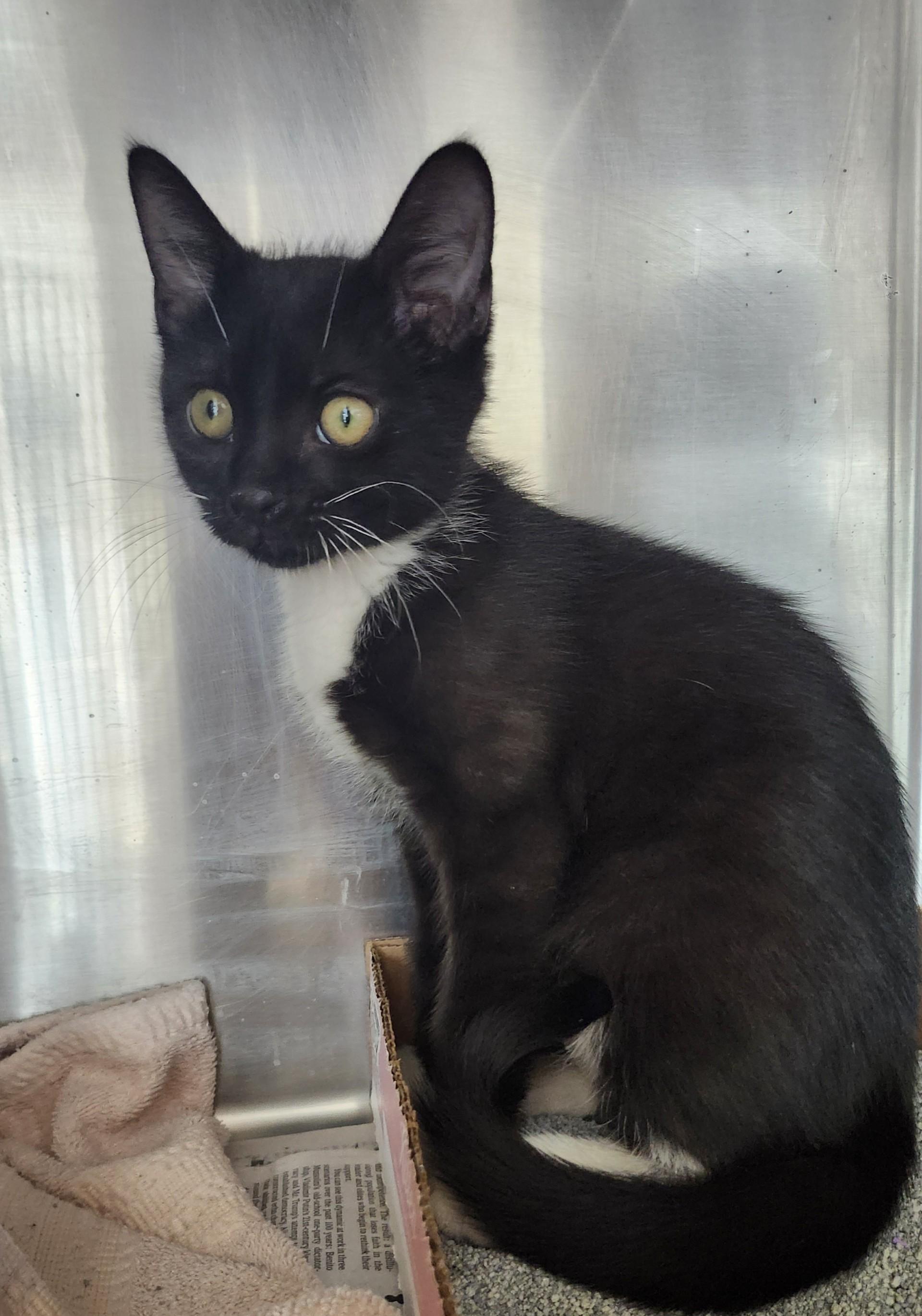Enlarge Jersey, a ADOPTABLE mixed breed in East Brunswick, NJ image 5/6