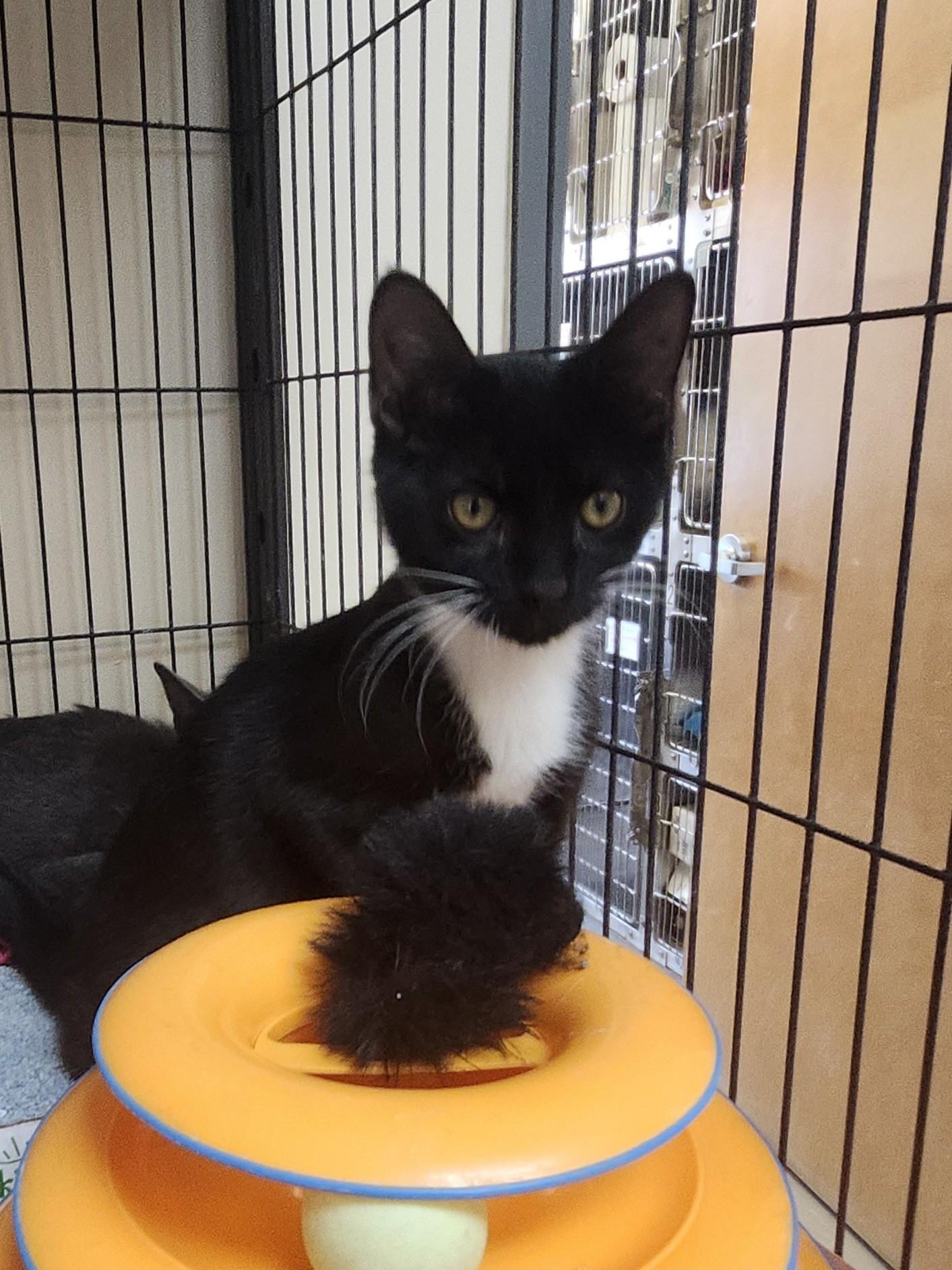Enlarge Jersey, a ADOPTABLE mixed breed in East Brunswick, NJ image 2/6