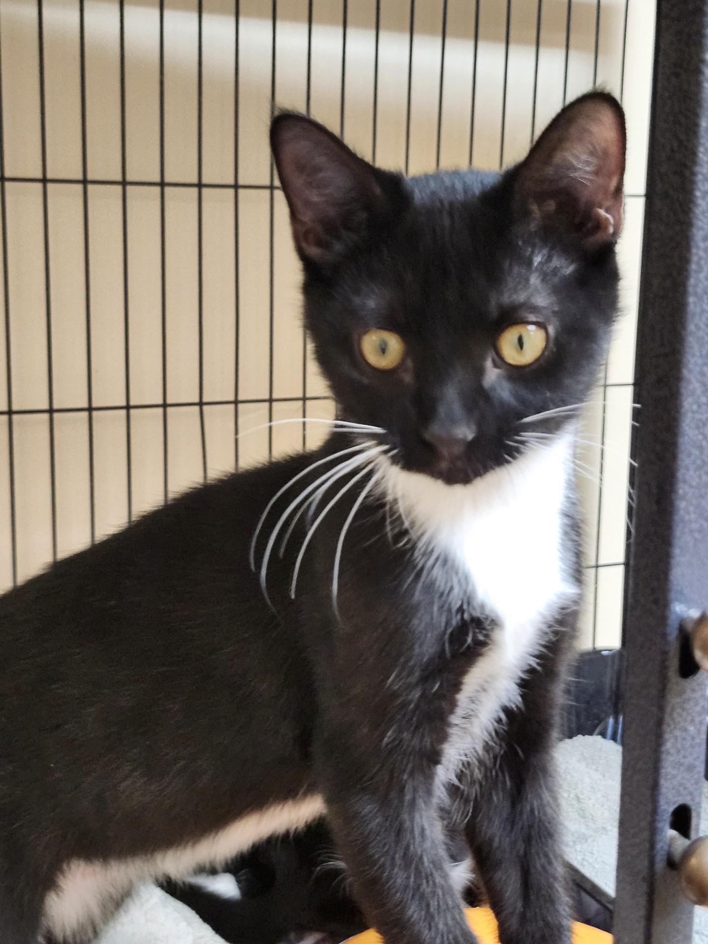 Jersey, a ADOPTABLE mixed breed in East Brunswick, NJ image 6/6