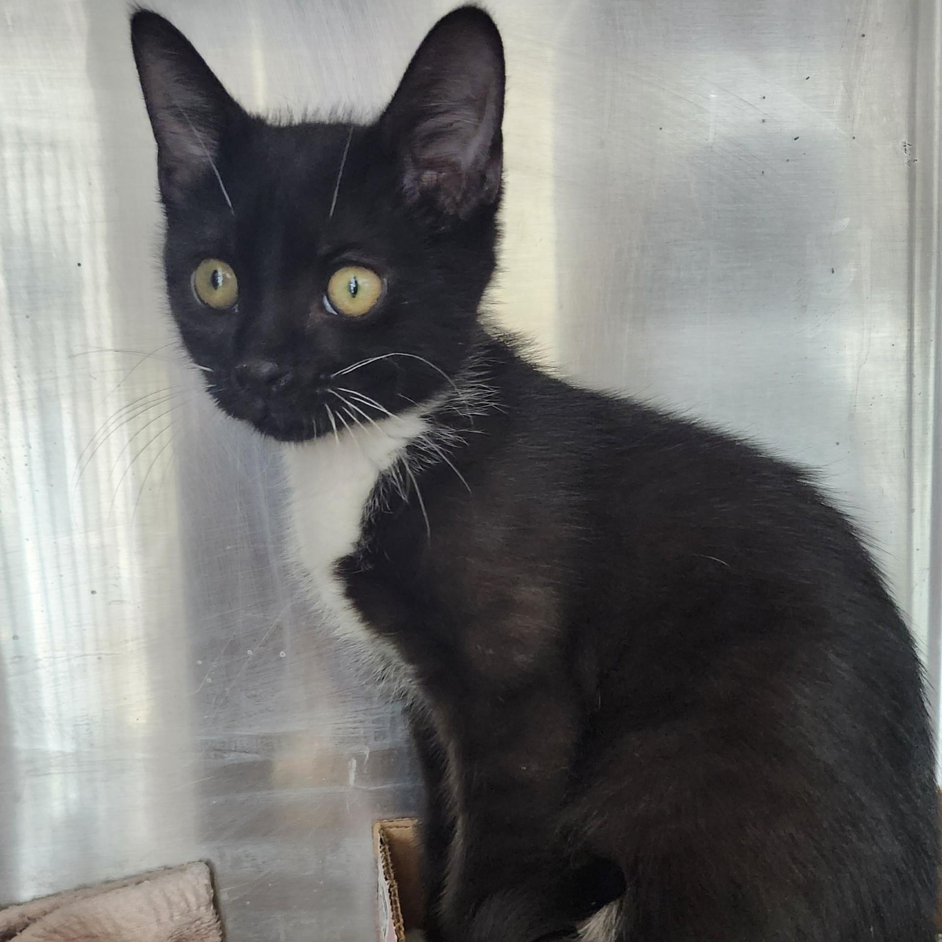 Enlarge Jersey, a ADOPTABLE mixed breed in East Brunswick, NJ image 1/6