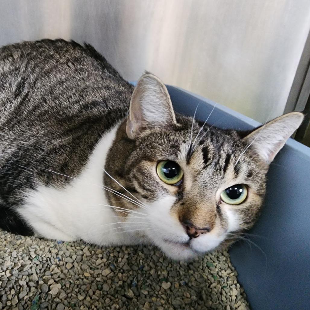 Chonkioli, Adoptable, Adult Female Domestic Short Hair.