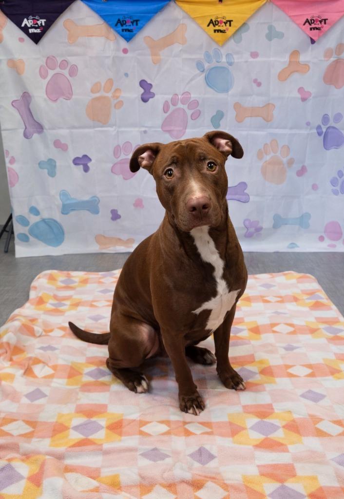 Winter Yrly 20, Adoptable, Young Male Labrador Retriever.