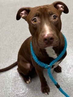 Enlarge Winter Yrly 20, a Adoptable mixed breed in Sidney, OH image 1/3