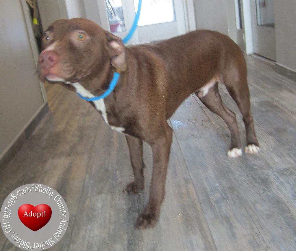 Enlarge Winter Yrly 20, a Adoptable mixed breed in Sidney, OH image 2/3