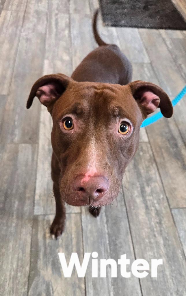 Enlarge Winter Yrly 20, a Adoptable mixed breed in Sidney, OH image 3/3