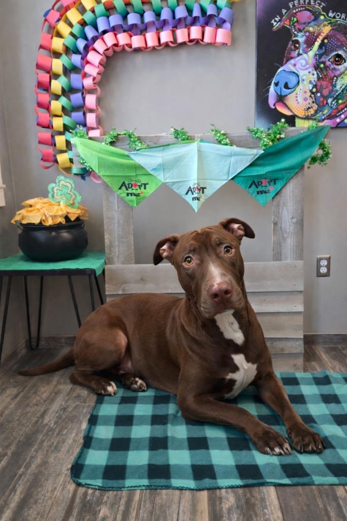 Enlarge Winter Yrly 20, a Adopted mixed breed in Sidney, OH image 5/5