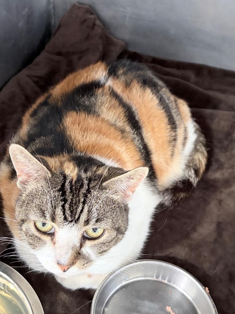 Ricola, a Adoptable mixed breed in Pierceton, IN image 1/3