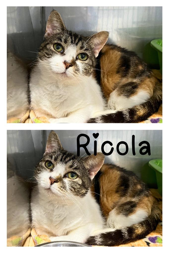 Ricola, a Adoptable mixed breed in Pierceton, IN image 2/3