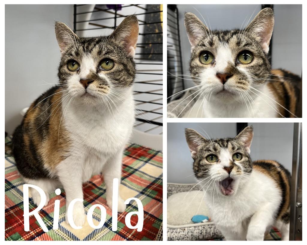 Ricola, a Adoptable mixed breed in Pierceton, IN image 3/3
