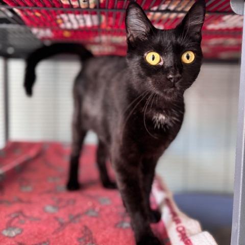 Sherri (26-9018), Adoptable, Adult Female Domestic Short Hair.