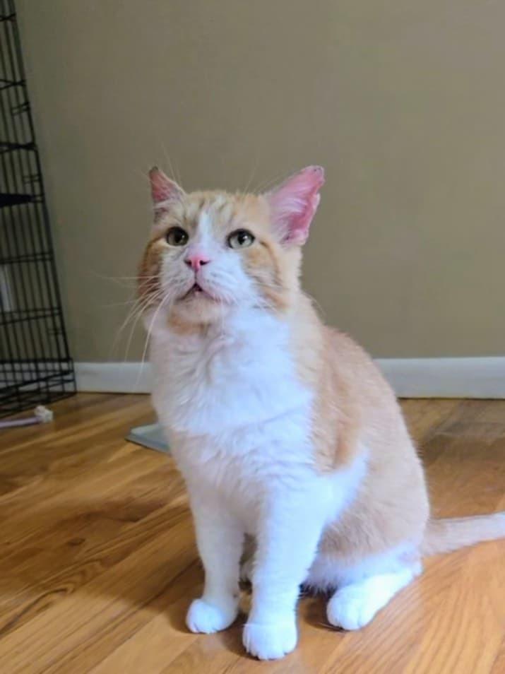 Dunkin', Adoptable, Adult Male Domestic Short Hair.