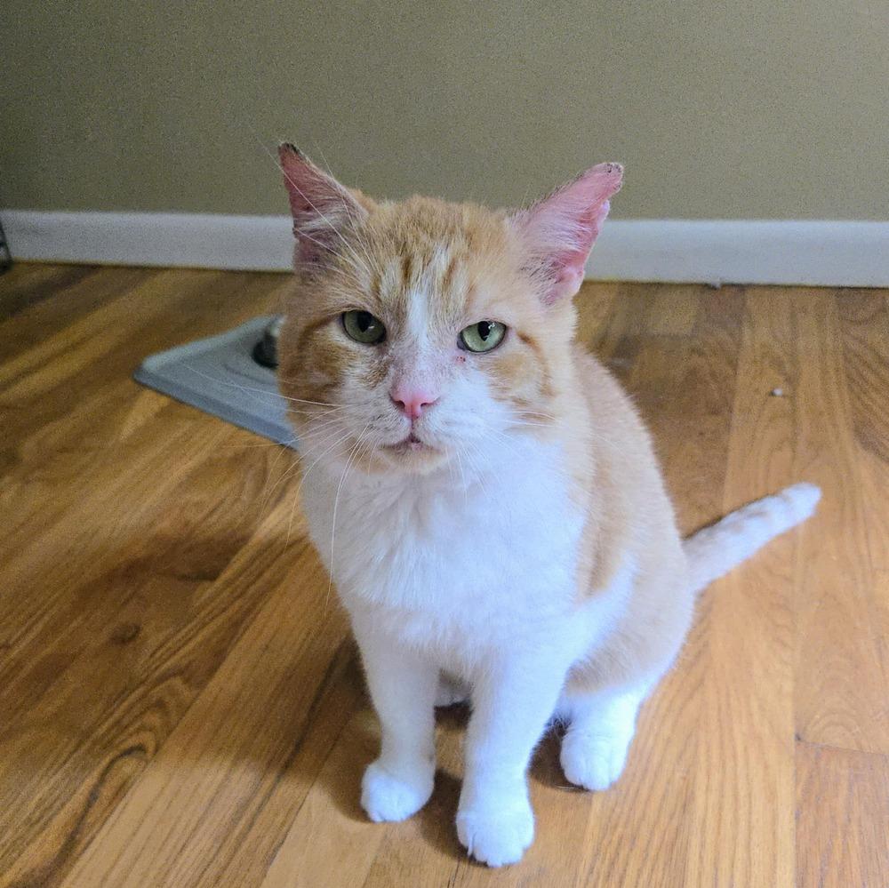 Dunkin', a Adoptable Domestic Short Hair in Dayton, OH image 3/6