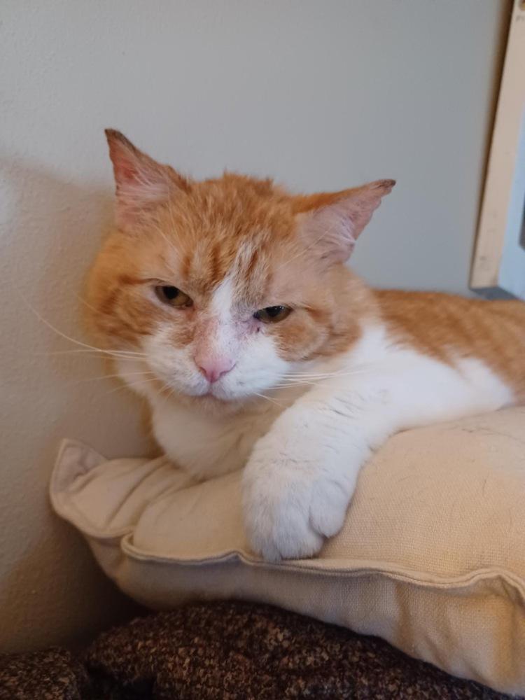 Dunkin', a Adoptable Domestic Short Hair in Dayton, OH image 2/4