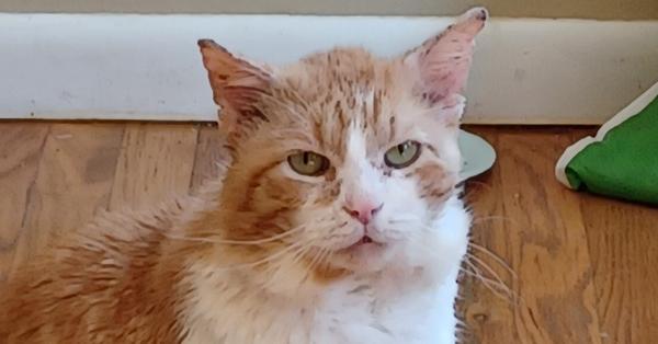 Dunkin', a Adoptable Domestic Short Hair in Dayton, OH image 4/6